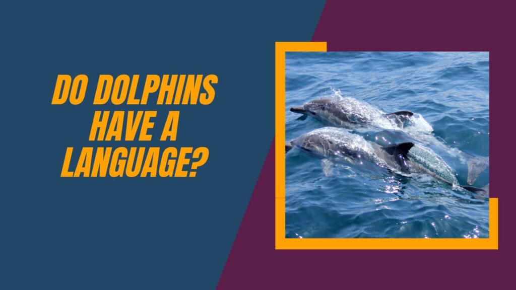 Do Dolphins Have A Language