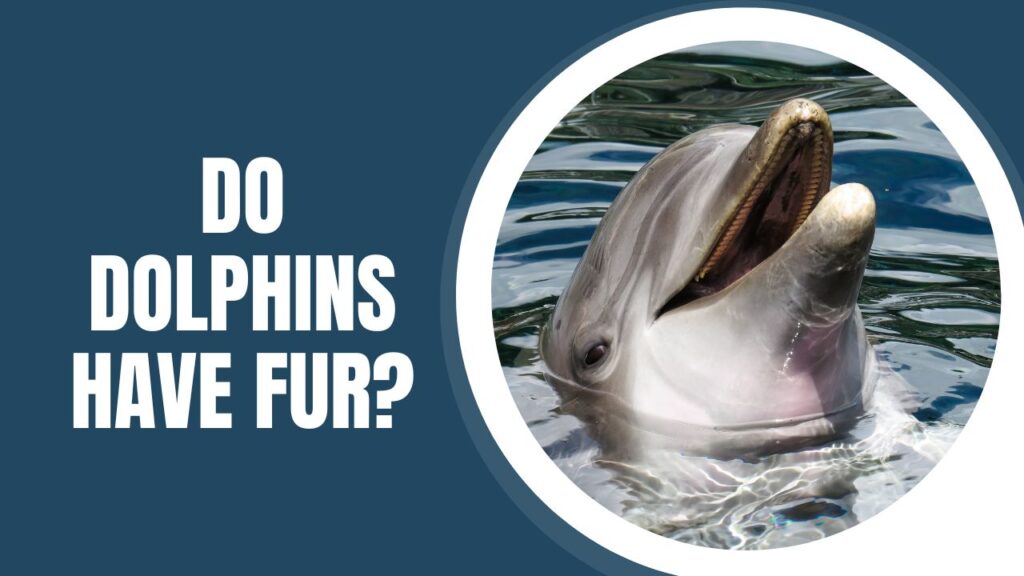 Do Dolphins Have Fur