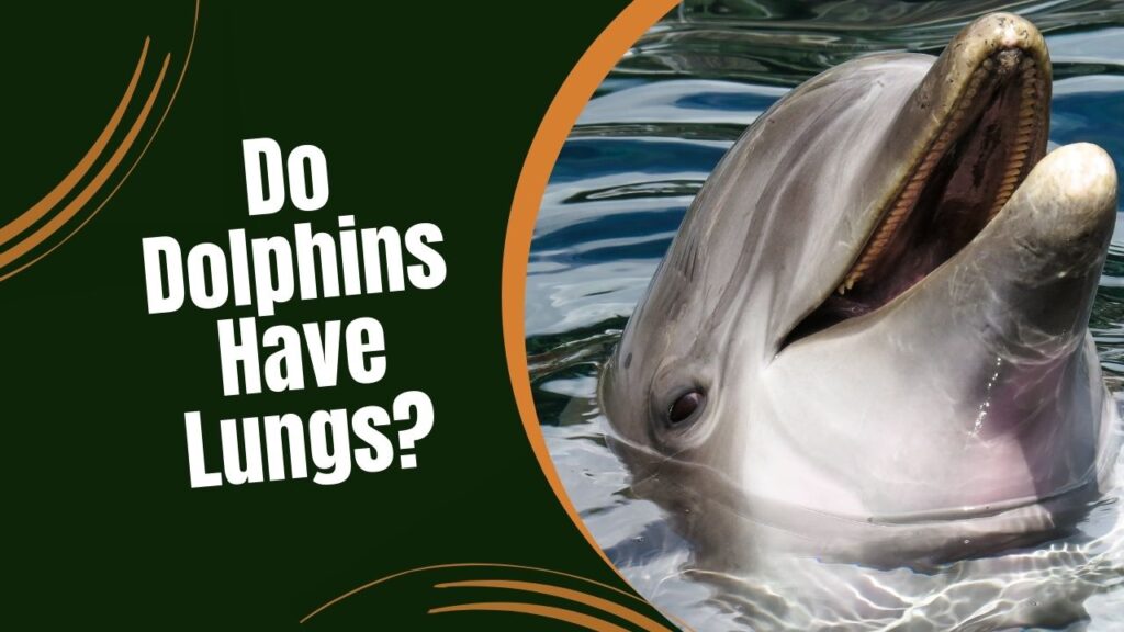 Do Dolphins Have Lungs