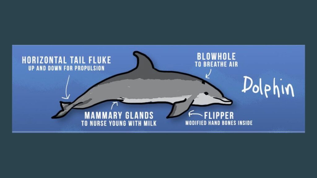 Do Dolphins Have Mammary Glands?