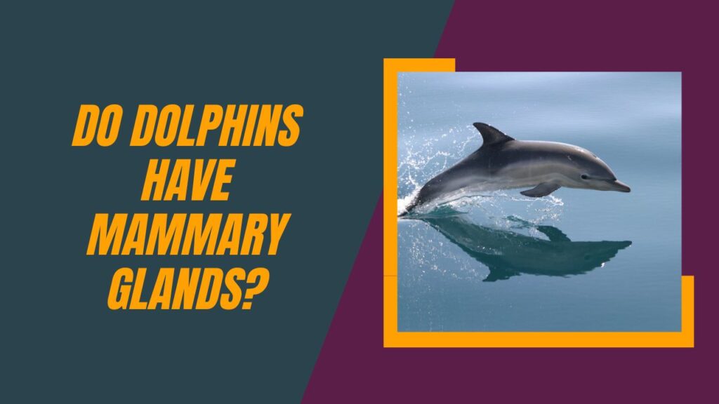 Do Dolphins Have Mammary Glands