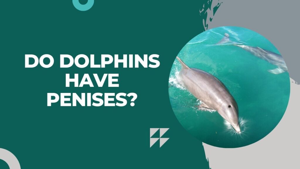 Do Dolphins Have Penises