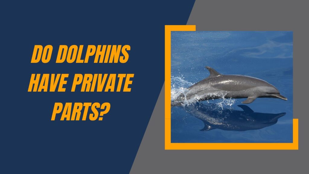 Do Dolphins Have Private Parts