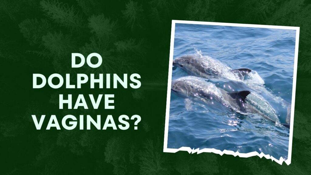 Do Dolphins Have Vaginas