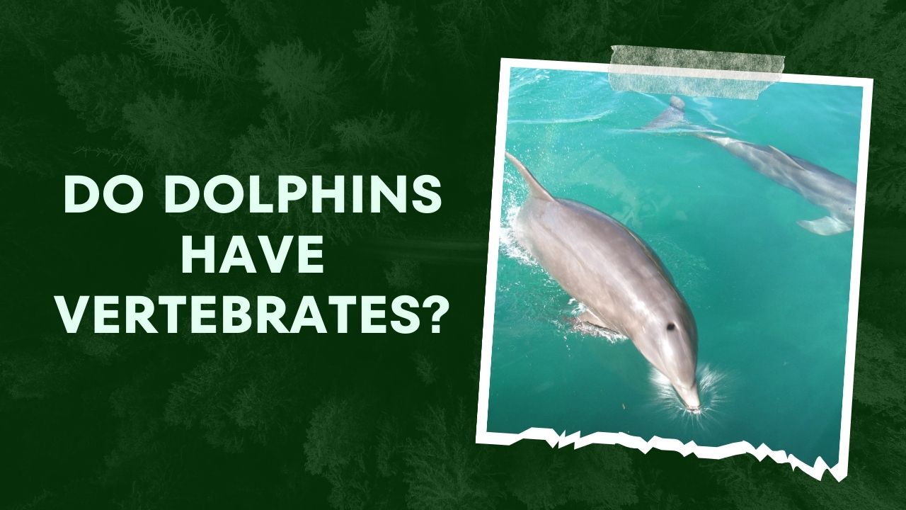 Do Dolphins Have Vertebrates? The Fascinating Truth Unveiled | DolphinXpert