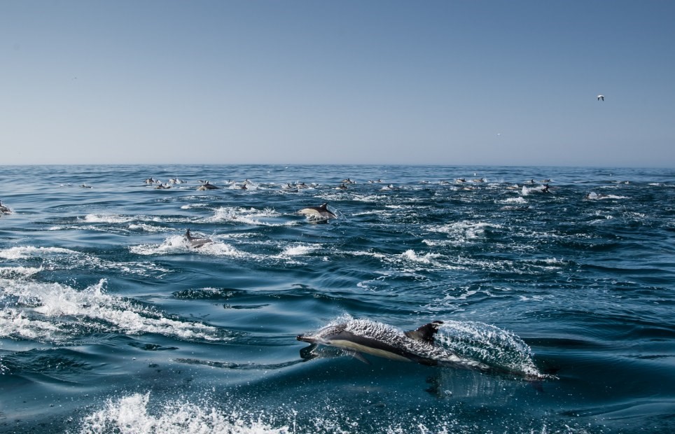 Do Dolphins Hibernate or Migrate