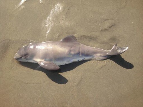 Do Dolphins Kill Baby Porpoises