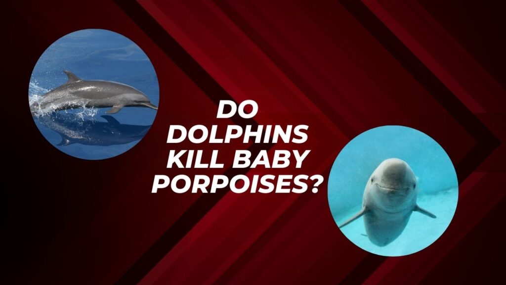 Do Dolphins Kill Baby Porpoises
