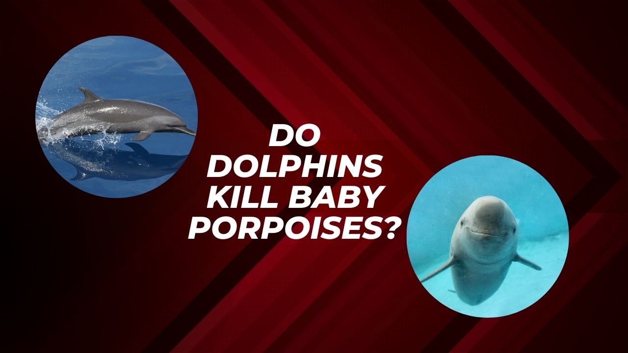 Do Dolphins Kill Baby Porpoises? The Disturbing Truth Revealed ...