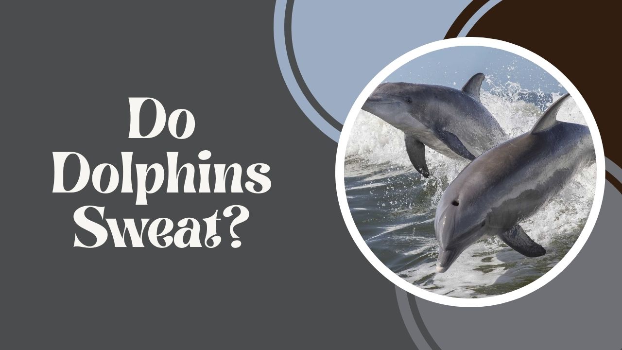 Do Dolphins Sweat? Truth About Their Cooling Secret | DolphinXpert.com