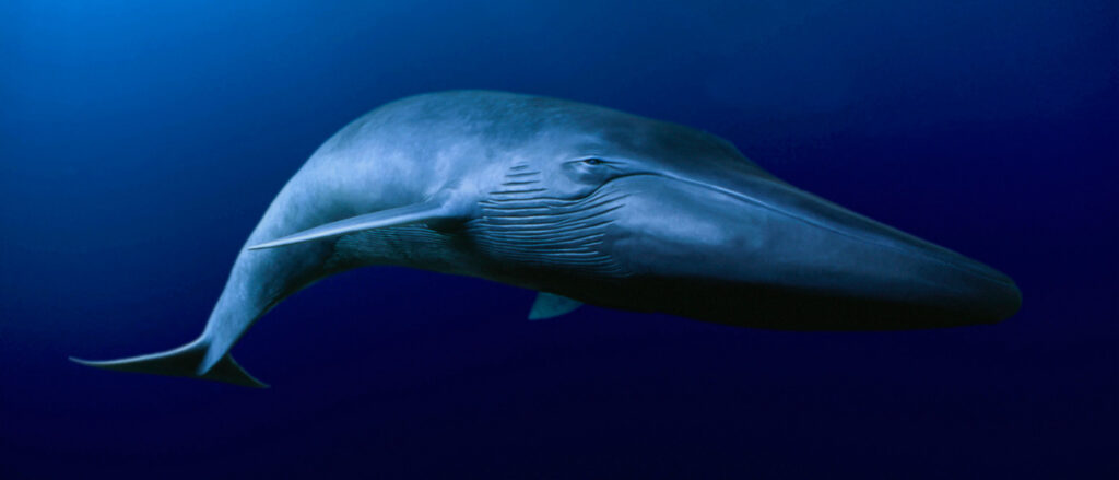 Do Orcas Eat Blue Whales 