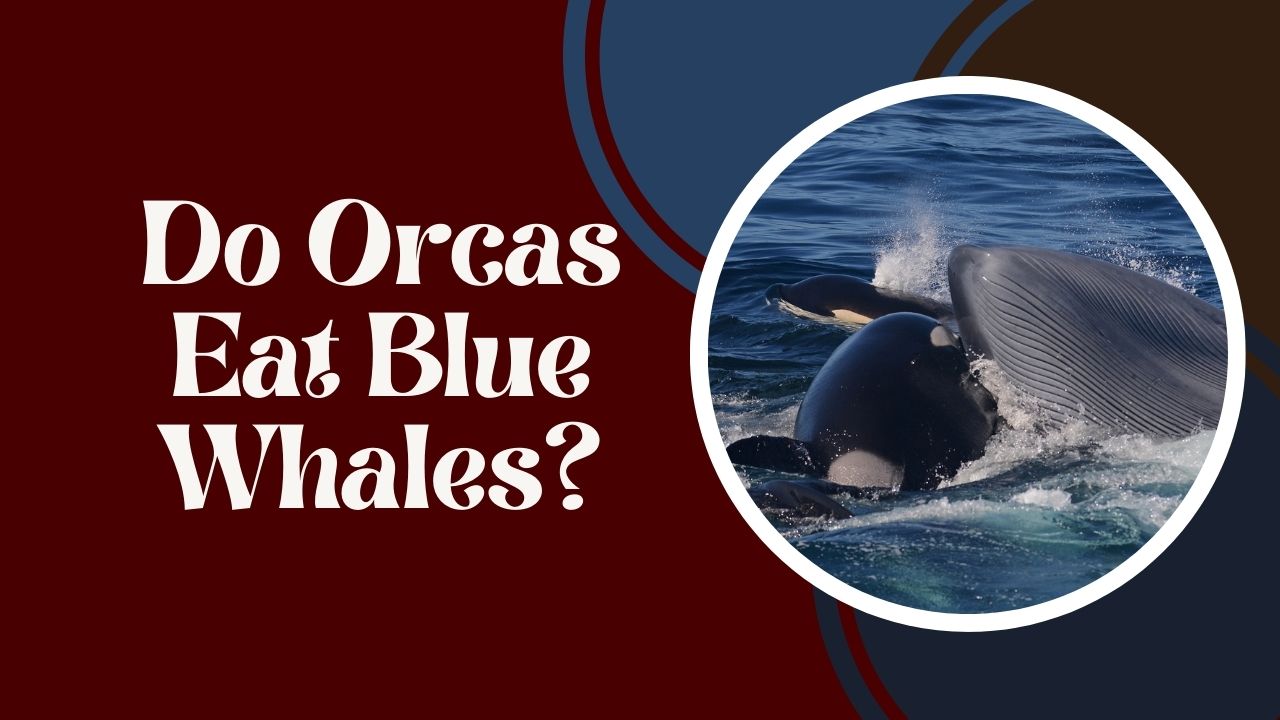 Do Orcas Eat Blue Whales? Discover the Deadly Predators | DolphinXpert