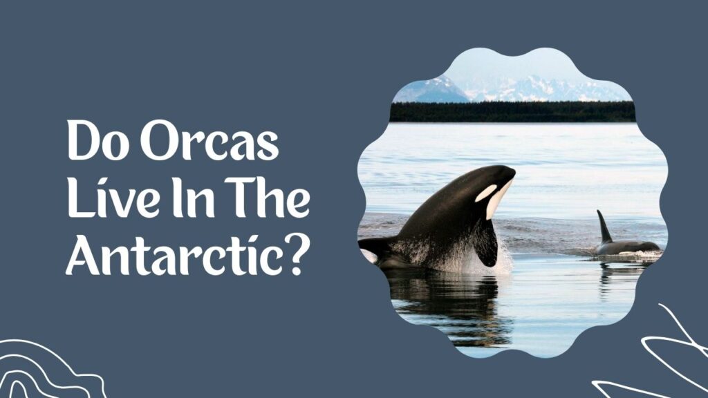 Do Orcas Live In The Antarctic