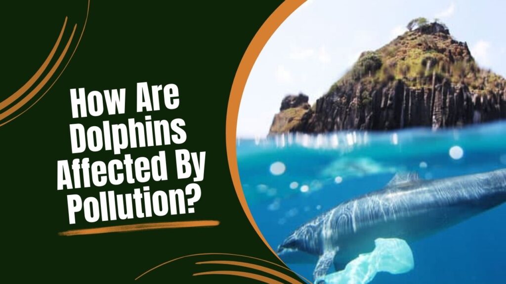 How Are Dolphins Affected By Pollution 