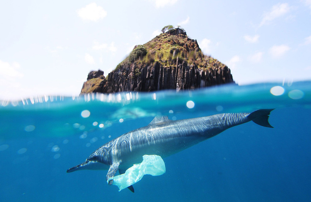 How Many Dolphins Die From Plastic Each Year