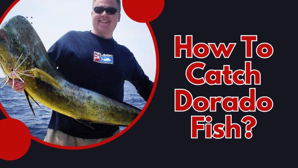 How To Catch Dorado Fish