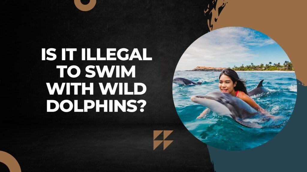 Is It Illegal To Swim With Wild Dolphins