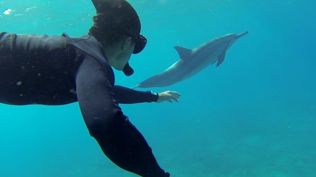 Is It Illegal To Swim With Wild Dolphins