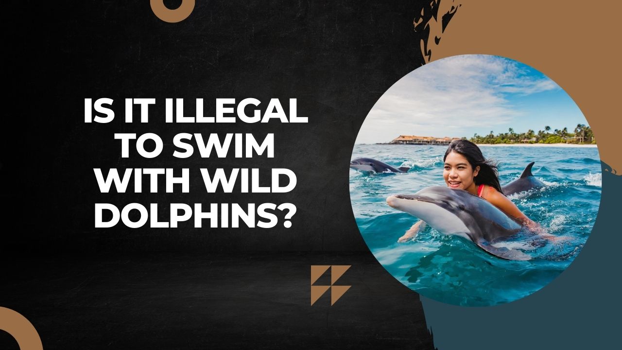 Is it illegal to swim with wild dolphins discover the legalities