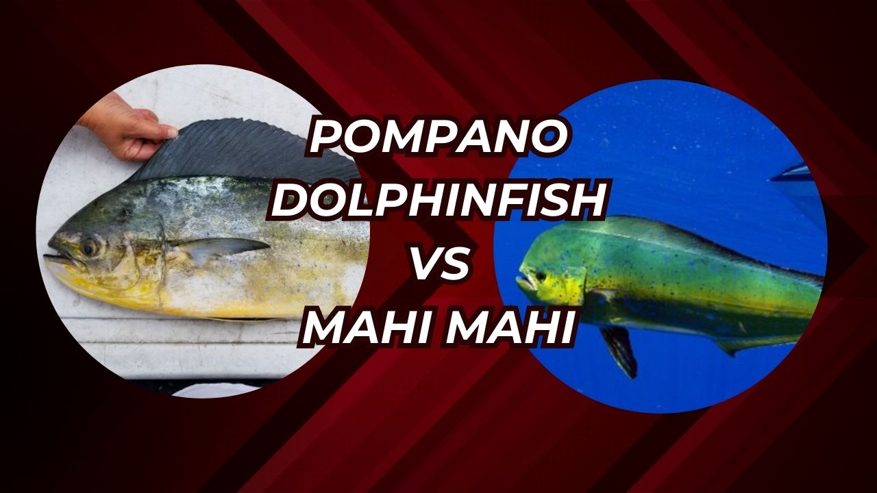 Pompano Dolphinfish Vs Mahi Mahi: The Battle of the Sea Kings