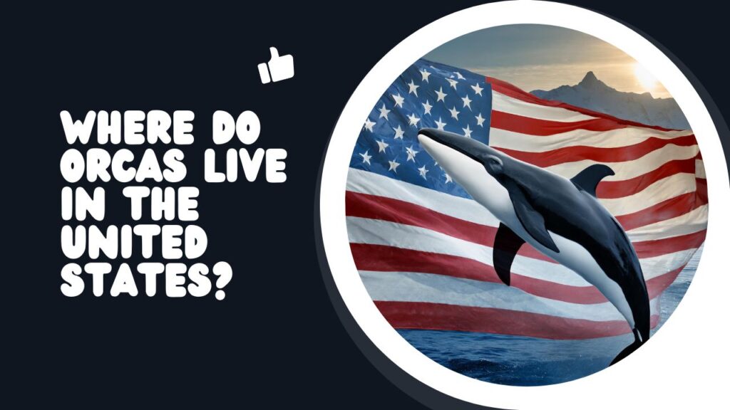 Where Do Orcas Live In The United States