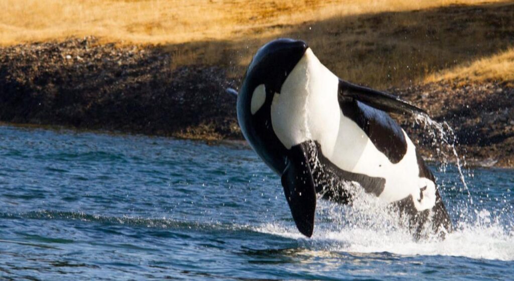 Where Do Orcas Live In The United States