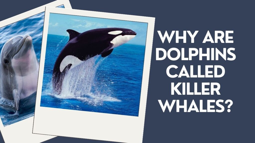 Why Are Dolphins Called Killer Whales