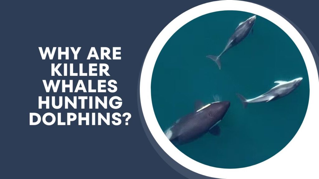 Why Are Killer Whales Hunting Dolphins