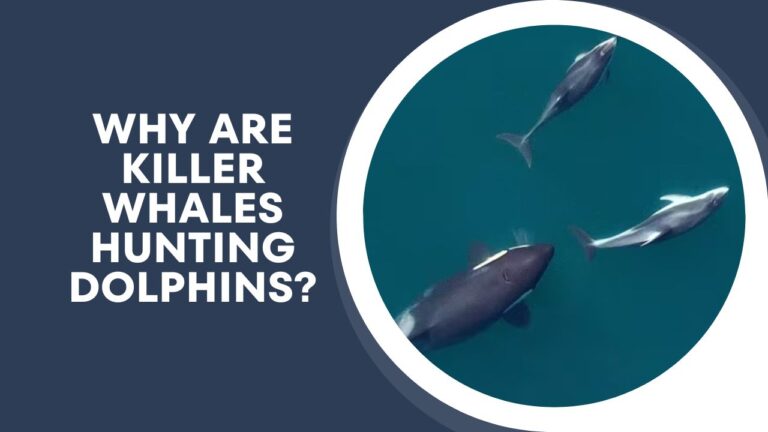 Why Are Killer Whales Hunting Dolphins? The Shocking Truth! | DolphinXpert