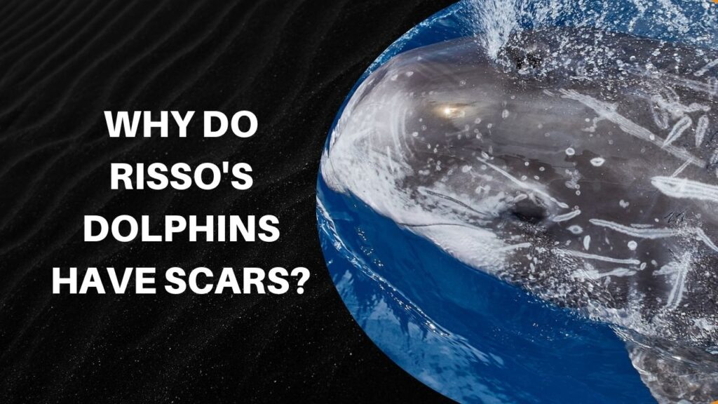 Why Do Risso's Dolphins Have Scars