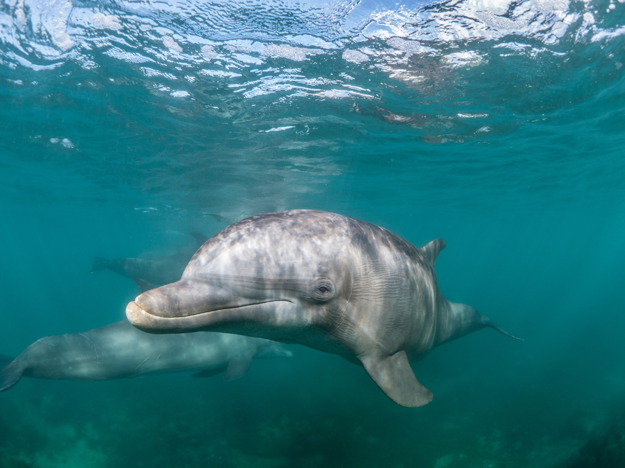 Do Dolphins Eat Dugongs? Aquatic Predators' Secret Diet! | DolphinXpert