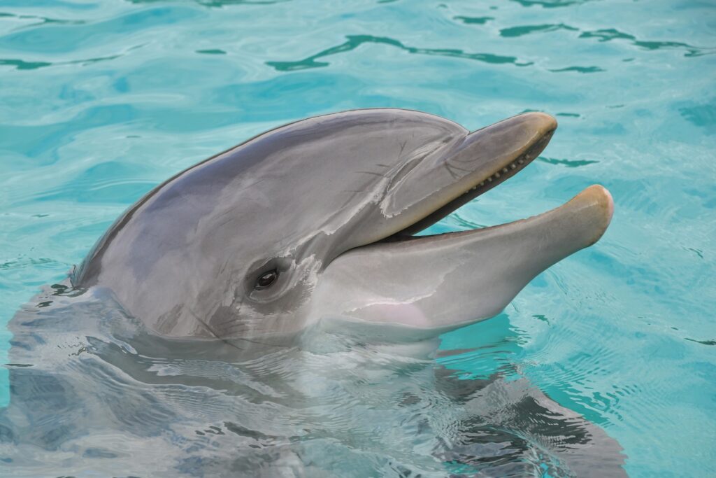 Do Dolphins Have Fur