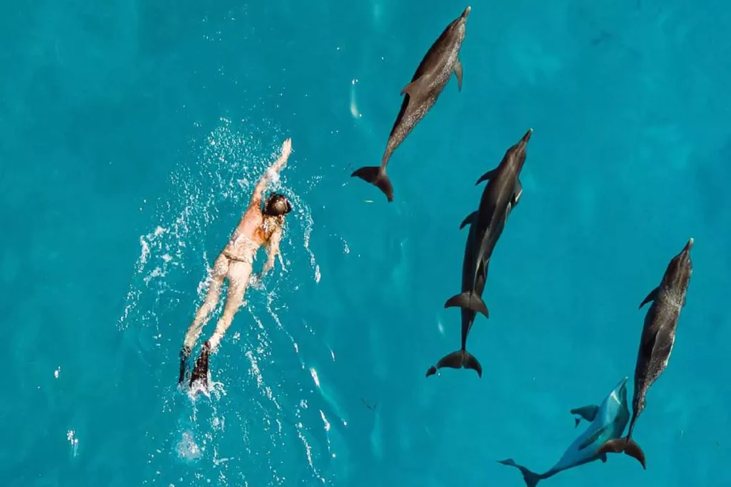 Is it illegal to swim with wild dolphins