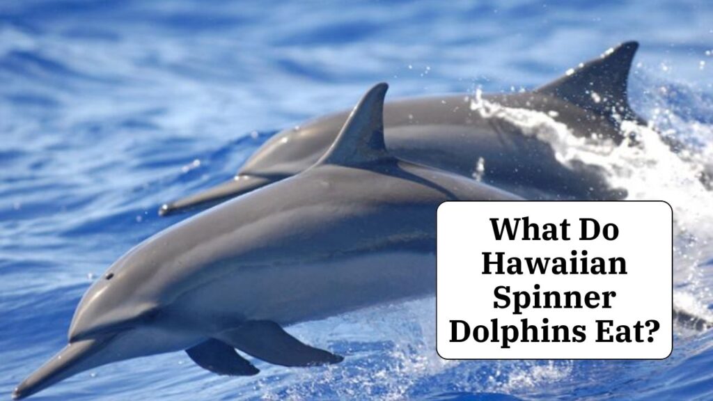 What Do Hawaiian Spinner Dolphins Eat