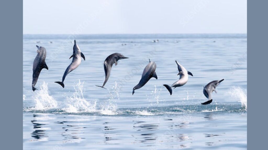 Why Do Spinner Dolphins Spin