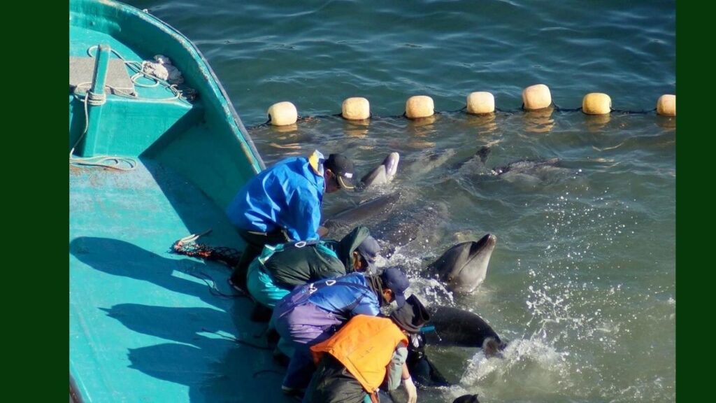 Is It Illegal To Kill Dolphins In Japan