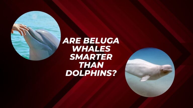 Are Beluga Whales Smarter Than Dolphins? | DolphinXpert