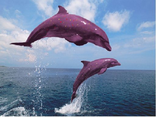 Are Purple Dolphins Real