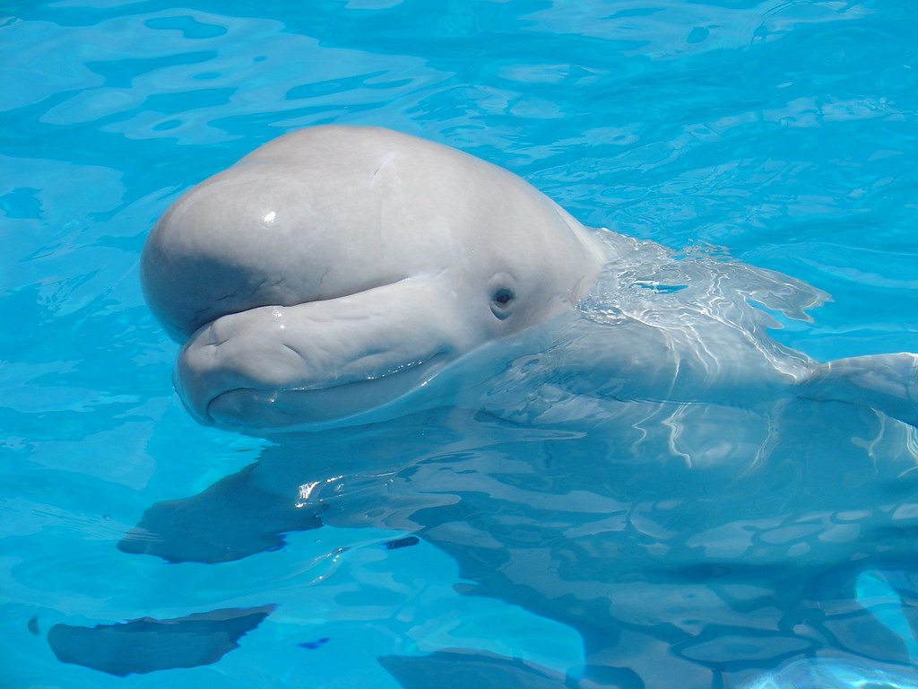 Are Beluga Whales Smarter Than Dolphins