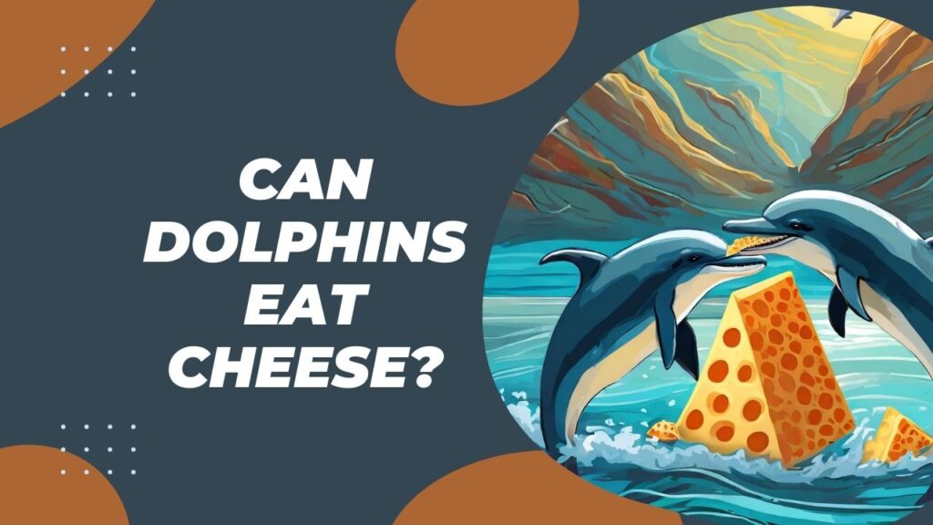 Can Dolphins Eat Cheese