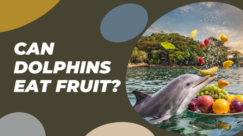 Can Dolphins Eat Fruit
