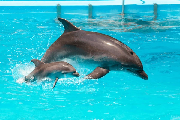Can Dolphins See Babies In The Womb