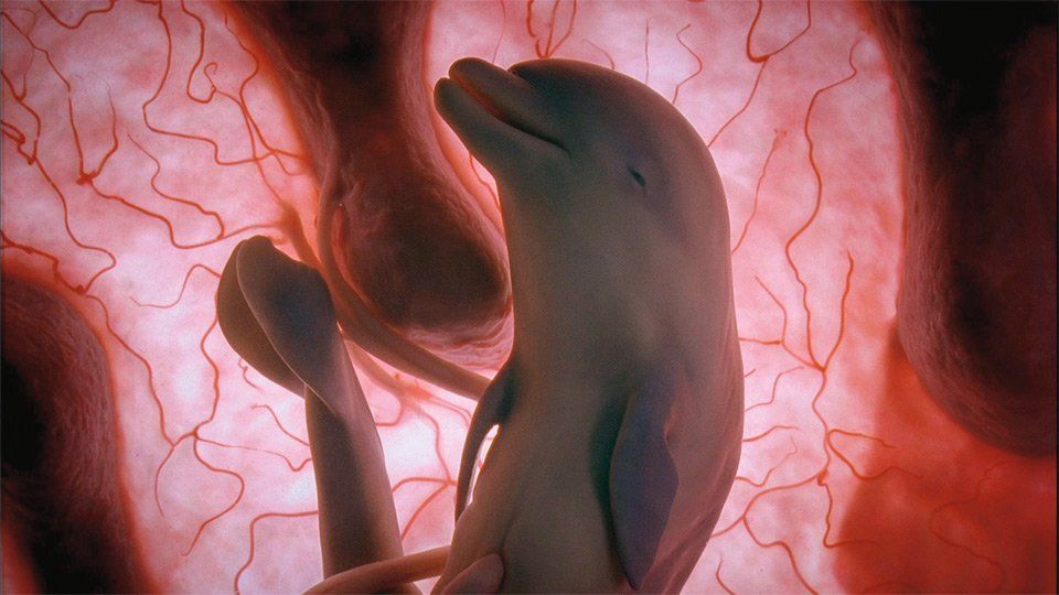 Can Dolphins See Babies In The Womb
