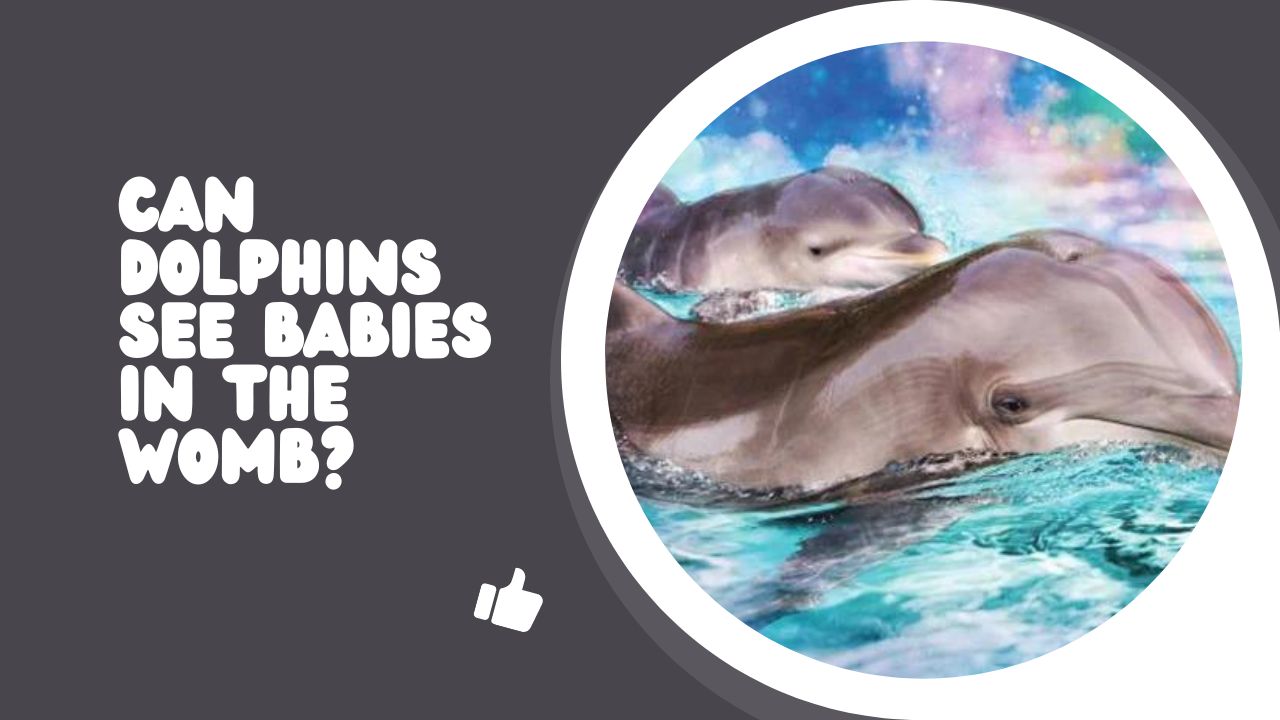 Can Dolphins See Babies In The Womb? Debunking the Myth | DolphinXpert