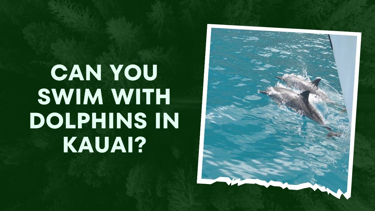 Can You Swim With Dolphins In Kauai