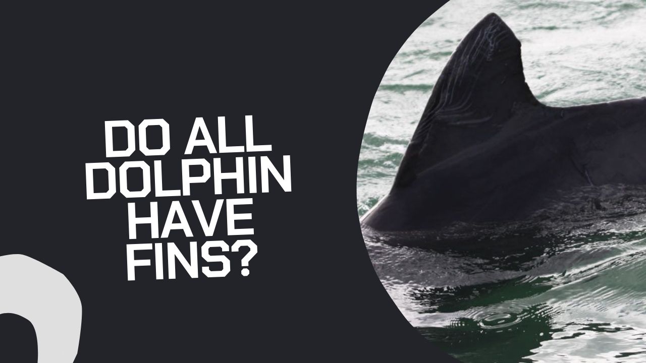 Do All Dolphins Have Fins? Exploring the Anatomy | DolphinXpert