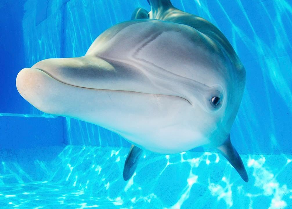 Do All Dolphins Have Beaks? 
