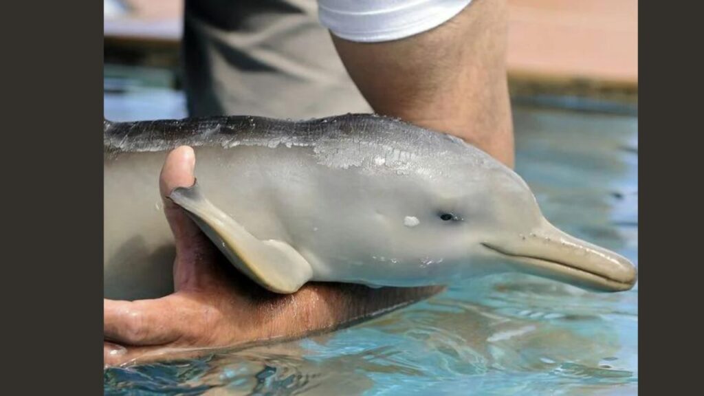 Do Baby Dolphins Have Mustaches? 