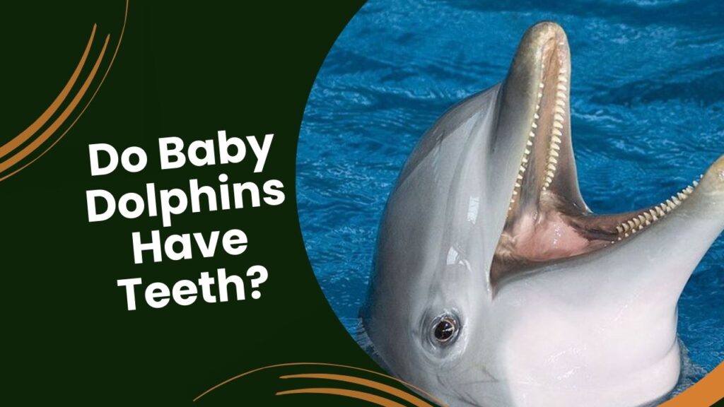 Do Baby Dolphins Have Teeth