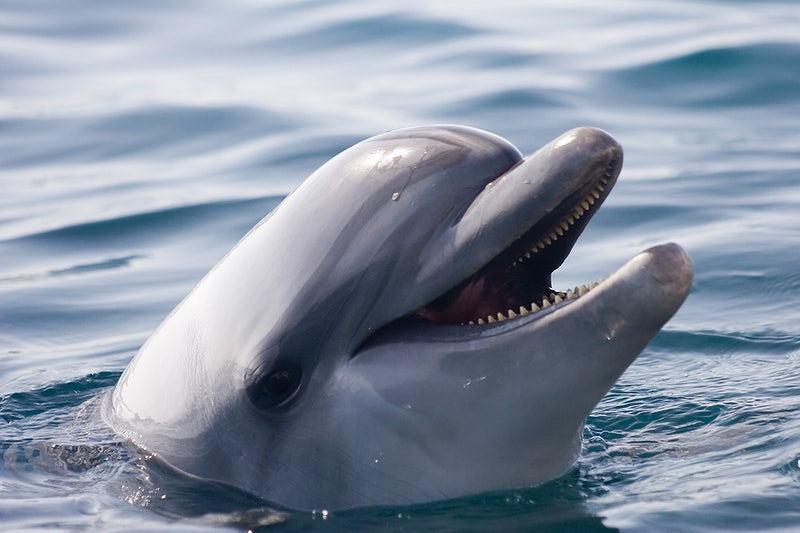 Do Bottlenose Dolphins Have Angled Teeth